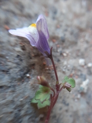 Cymbalaria muralis