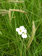 Cardamine pratensis