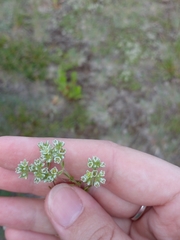 Scleranthus perennis