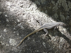 Platysaurus intermedius rhodesianus