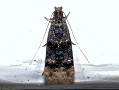 Stenoptinea auriferella