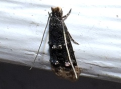 Stenoptinea auriferella