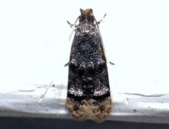 Stenoptinea auriferella