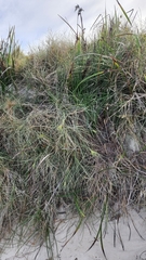 Spinifex