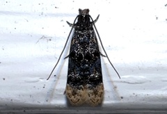 Stenoptinea auriferella