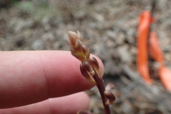 Bletia nitida