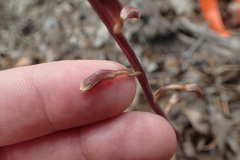 Bletia nitida