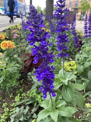 Salvia