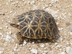 Psammobates oculifer