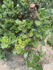 Quercus semecarpifolia