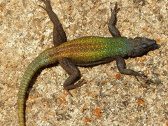 Platysaurus intermedius rhodesianus