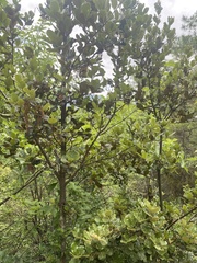 Quercus semecarpifolia