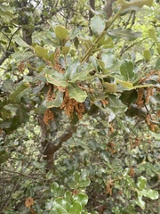 Quercus semecarpifolia