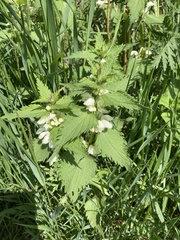 Lamium album