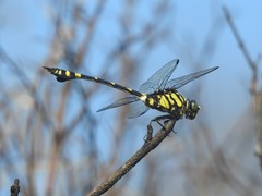 Ictinogomphus pertinax