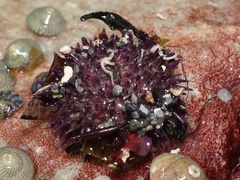 Psammechinus miliaris