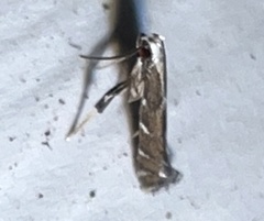 Leucospilapteryx venustella