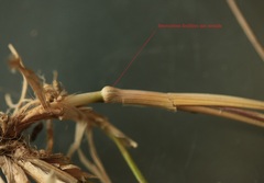 Agrostis × murbeckii