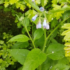 Symphytum asperum