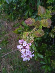 Lantana megapotamica