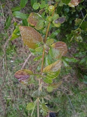 Lantana megapotamica