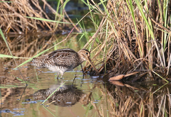 Gallinago paraguaiae