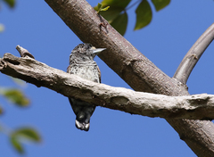 Picumnus spilogaster