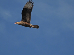 Caracara plancus