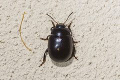 Chrysolina sturmi
