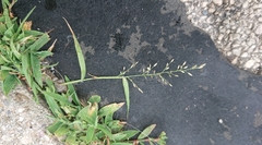 Eragrostis minor