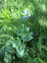 Pentaglottis sempervirens