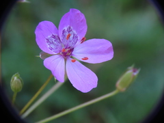Erodium carvifolium