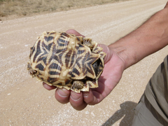 Psammobates oculifer