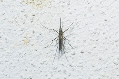 Aedes japonicus