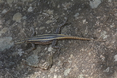 Platysaurus intermedius rhodesianus