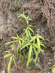 Pteris cretica
