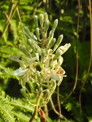 Alpinia galanga