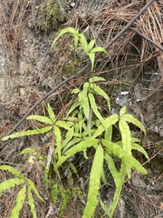 Pteris cretica