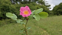 Rosa mollis