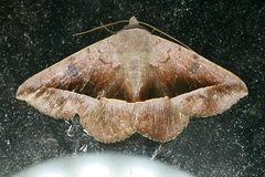 Epidromia rotundata