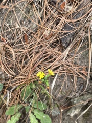 Asteraceae