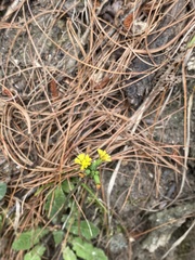 Asteraceae