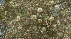 Acacia pachyceras