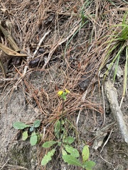 Asteraceae