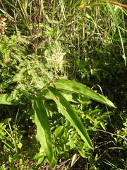 Alpinia galanga