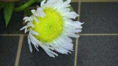 Erigeron annuus