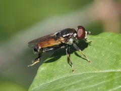 Tropidia scita