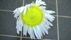 Erigeron annuus