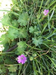 Geranium pusillum