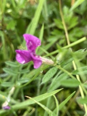 Lathyrus linifolius